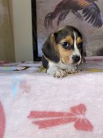 Female and Male Beagle
