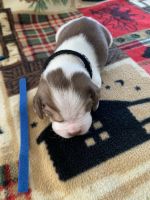 Akc Beagle puppies