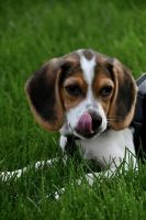 5 Months Beagle Puppy, healthy, vaccinated and nutered