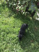 Beago Puppies for sale in Tampa, FL, USA. price: $300