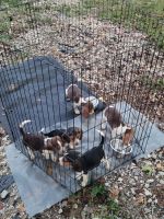 Beago Puppies for sale in Dallas, TX, USA. price: $400