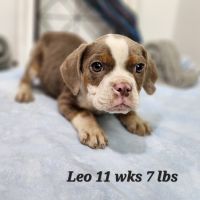 Beago Puppies for sale in Stuart, NE 68780, USA. price: $300