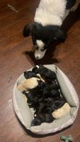 Beago Puppies for sale in Garland, Texas. price: $500