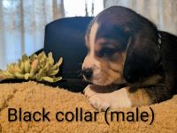 Beago Puppies for sale in Templeton, PA 16259, USA. price: $300