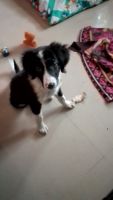 Bearded Collie Puppies for sale in Pune, Maharashtra, India. price: 7000 INR