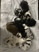 Bearded Collie Puppies for sale in Salem, OR, USA. price: $500
