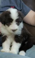 Bearded Collie Puppies for sale in Nashville, IN 47448, USA. price: $2,500
