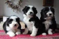 Bearded Collie Puppies Photos
