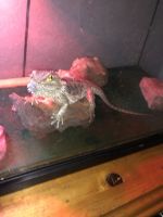 Bearded Dragon Reptiles for sale in St Cloud, FL, USA. price: $50