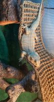 Bearded Dragon Reptiles for sale in Coral Springs, FL, USA. price: $100