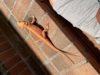 Bearded Dragon Reptiles for sale in Acton, CA 93510, USA. price: $200
