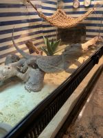 Bearded Dragon Reptiles for sale in Grass Valley, CA, USA. price: $50