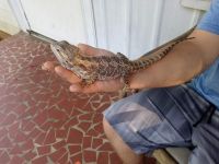 Bearded Dragon Reptiles for sale in Shelby, NC, USA. price: $110