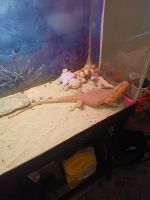 Bearded Dragon Reptiles for sale in Pelham, NC 27311, USA. price: $300