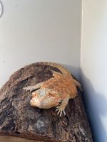 Bearded Dragon Reptiles for sale in Chandler, AZ, USA. price: $60