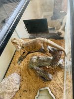 Bearded Dragon Reptiles for sale in Henderson, NV 89002, USA. price: $250