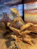 Bearded Dragon Reptiles for sale in Richmond, KY, USA. price: $250