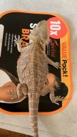 Bearded Dragon Reptiles for sale in Washington, DC, USA. price: $300