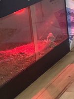 Bearded Dragon Reptiles for sale in Springfield, MA, USA. price: NA
