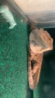 Bearded Dragon Reptiles for sale in Los Angeles, CA, USA. price: $150