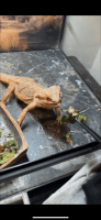 Bearded Dragon Reptiles for sale in Charlotte, NC, USA. price: $260