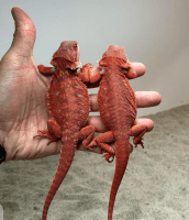 Bearded Dragon Reptiles for sale in Binghamton, NY, USA. price: $300