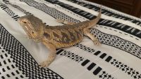 Bearded Dragon Reptiles for sale in Virginia Beach, VA, USA. price: $40
