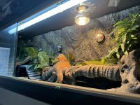 Bearded Dragon Reptiles for sale in Fife, Scotland. price: 250 GBP