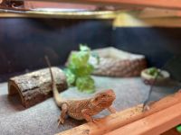 Bearded Dragon Reptiles for sale in Oxford, Wisconsin. price: $75