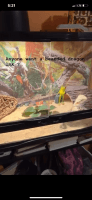 Bearded Dragon Reptiles for sale in Kissimmee, Florida. price: $300