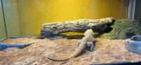 Bearded Dragon Reptiles for sale in Rialto, California. price: $300