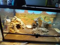 Bearded Dragon Reptiles for sale in Plano, Texas. price: $150