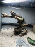 Bearded Dragon Reptiles for sale in Arlington, Texas. price: $400