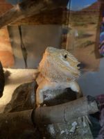 Bearded Dragon Reptiles for sale in Greensboro, NC 27406, USA. price: $200
