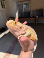 Bearded dragon