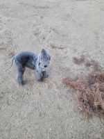Bedlington Terrier Puppies for sale in Yucca Valley, CA 92284, USA. price: $3,500