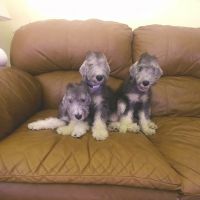 Bedlington Terrier Puppies for sale in Huntington, NY, USA. price: $2,500