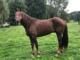 Belgian Horses for sale in Chicago, IL, USA. price: $1,800
