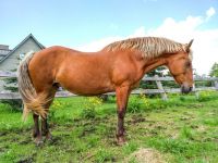 Belgian Horses Photos