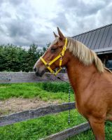 Belgian Horses Photos
