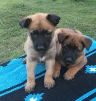 Belgian Griffon Puppies for sale in North Las Vegas, NV, USA. price: $500