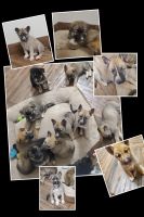 Belgian Shepherd Puppies for sale in MSC, UT 84404, USA. price: $600