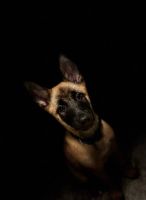 Belgian Shepherd Puppies for sale in Greenville, NC 27834, USA. price: $500