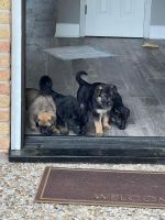 Belgian Shepherd Puppies Photos