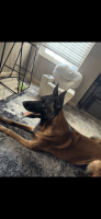 Belgian Shepherd Puppies for sale in Modesto, CA, USA. price: NA