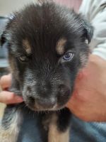 Belgian Shepherd Puppies for sale in Ville Platte, LA 70586, USA. price: NA