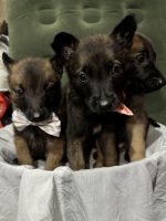 Belgian Shepherd Dog (Groenendael) Puppies for sale in San Diego, California. price: $300