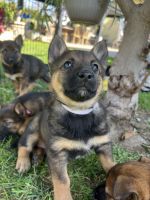 Belgian Shepherd Dog (Groenendael) Puppies for sale in Los Angeles, California. price: $650