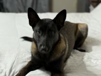 Belgian Shepherd Dog (Groenendael) Puppies for sale in Ponte Vedra Beach, FL 32082, USA. price: $2,500