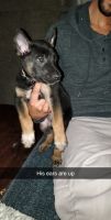 Belgian Shepherd Dog (Malinois) Puppies for sale in Santee, CA, USA. price: $500
